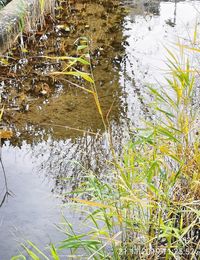 High angle view of plants in lake