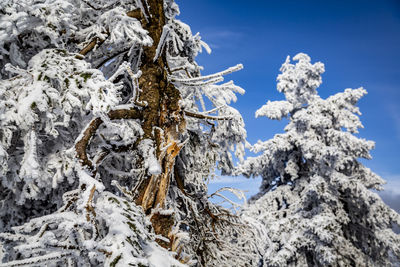 Low angle view of snow covered tree against sky