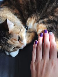 Close-up of hand with cat