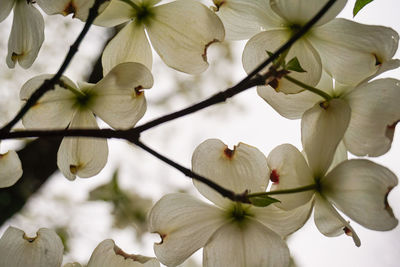 Close-up of white flowering plant