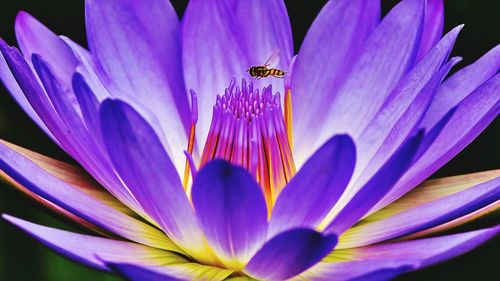 Extreme close up of purple flower