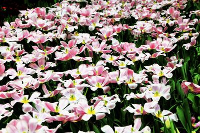 Full frame shot of pink flowers