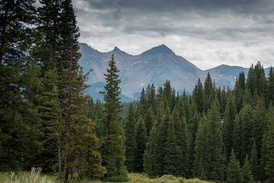 Scenic view of pine trees by mountains against sky