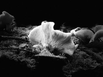 Close-up of white flowers at night