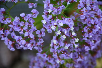 Close-up of purple flowers