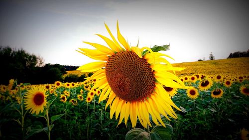 Sunflowers blooming on field against clear sky