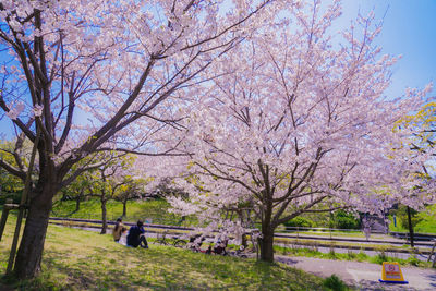 View of cherry blossom trees in park