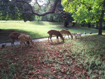 Horses grazing on field in forest