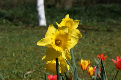 Close-up of yellow flower blooming in field