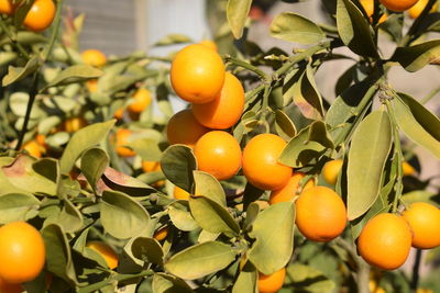 Close-up of orange fruit growing on tree