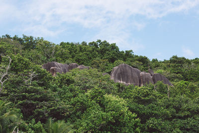 View of elephant on field against sky