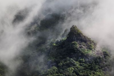 Close-up of trees against mountain