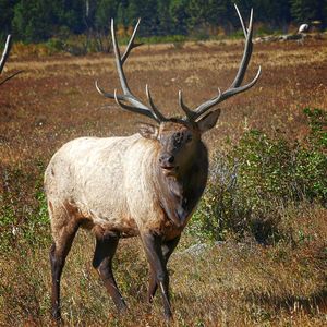 Deer standing on field