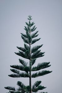 Low angle view of palm tree against sky