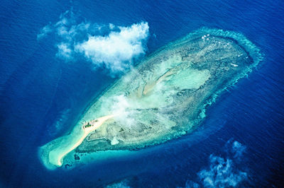 Aerial view of fish swimming underwater