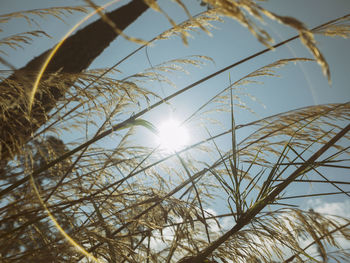 Low angle view of plants against sky