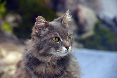 Close-up of cat looking away