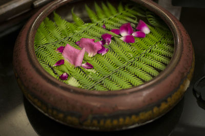 Close-up of pink flower floating on water