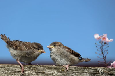 Birds perching on a wall against clear blue sky