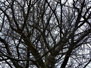 Low angle view of tree against sky