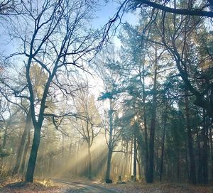 Bare trees in forest during autumn