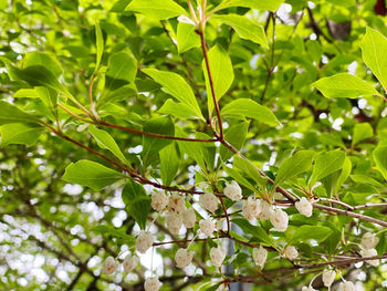 Close-up of flowering plant on tree