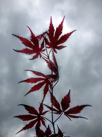 Low angle view of trees against cloudy sky