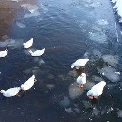 Birds in calm lake