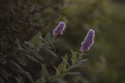 Close-up of purple flowering plant on field