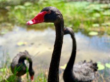 Close-up of swan in lake