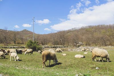 Sheep grazing in a field