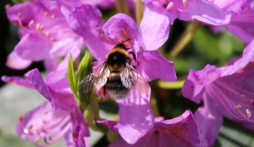 Close-up of bee pollinating on pink flower