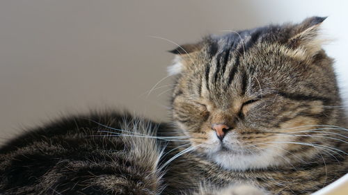 Close-up of a cat with eyes closed