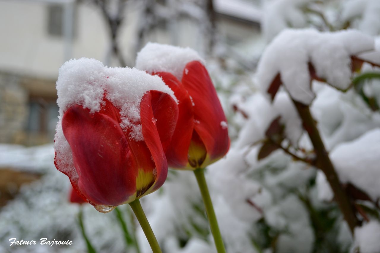 CLOSE-UP OF RED ROSES