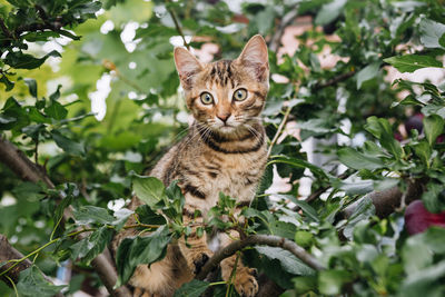 Portrait of a cat