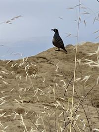 Bird perching on a field