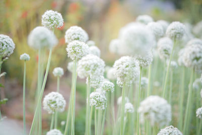 Close-up of white flowering plants on field