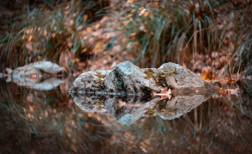 Close-up of turtle in water