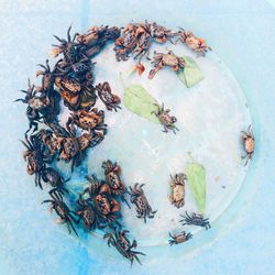 High angle view of crabs in container