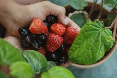 Close-up of strawberries