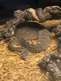 Close-up of turtle in zoo