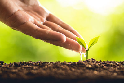 Cropped image of person watering seedling 