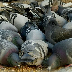 Close-up of birds