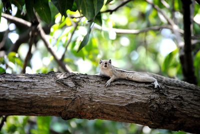 Close-up of lizard on tree