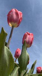 Close-up of red tulip