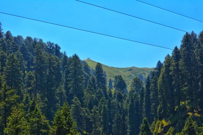 Pine trees in forest against sky