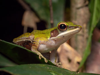 White-lipped frog - hylarana raniceps in tawau hills park, borneo