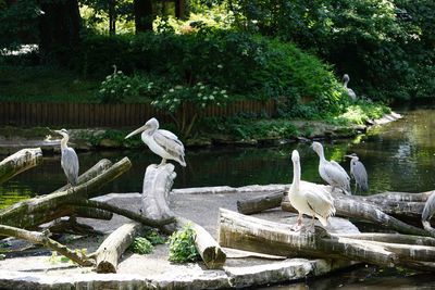 Birds perching on a lake