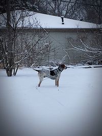 Dog on snow covered landscape