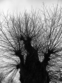 Low angle view of silhouette bare tree against sky